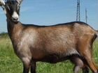 Коза горноальпийская и козёл объявление продам
