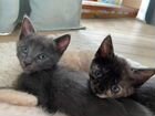 Котята от кошки Сил-поинт объявление продам