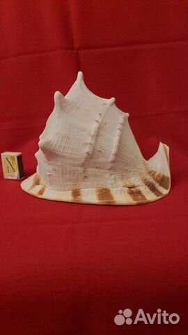 Морская раковина 28/19 см