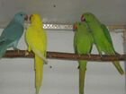 Ожереловые попугайчики объявление продам