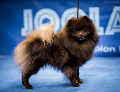 Шпиц кобель вязка