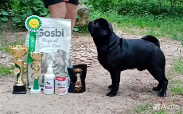 Кобель мопса открыт для вязок