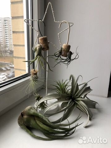 Тилландсии атмосферные в ассортименте