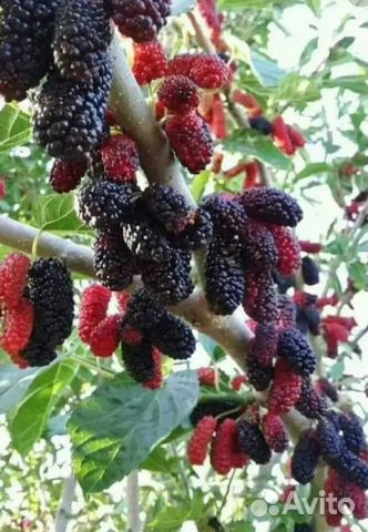 Шелковица белая и черная (тутовое дерево) саженцы