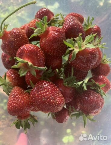 Рассада клубники Виктория