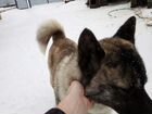 Собака в добрые руки порода Акита смешанная с Хаск объявление продам