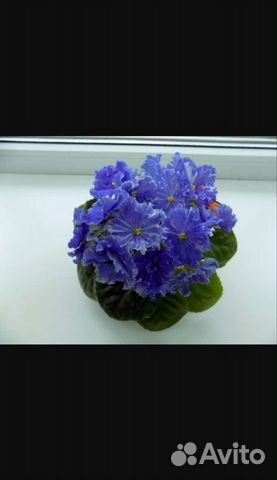 Сортовые фиалки