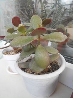 Суккуленты:Толстянка,Лебедурия,Седумы,Эчеверии