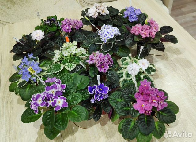 Фиалки сортовые