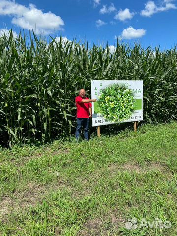 Агроном, Агросопровождение, Агроконсалтинг