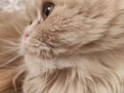Персидская кошечка ждёт кота объявление продам
