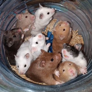 Породистые хомячки разные-разные (клетки, доставка