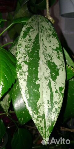 Хойи набором или взрослые растения