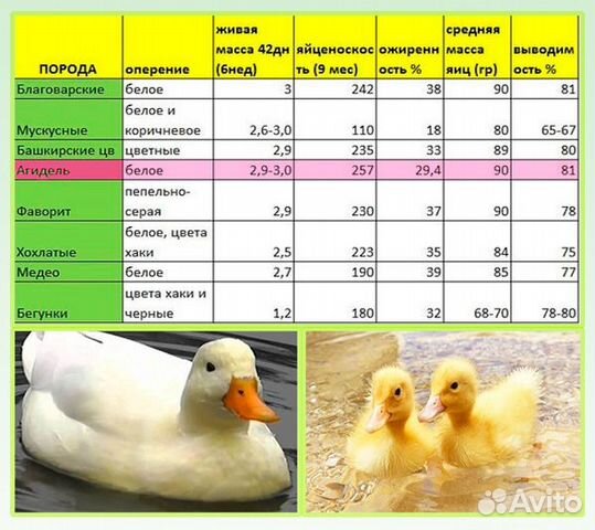 Бройлер в месяц таблица Утята (Агидель) 1 неделя купить в Смоленске Животные и зоотовары Авито