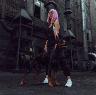 Доберман для фотосессий, съёмок