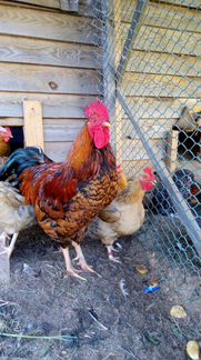 Куры, цыплята, яйцо