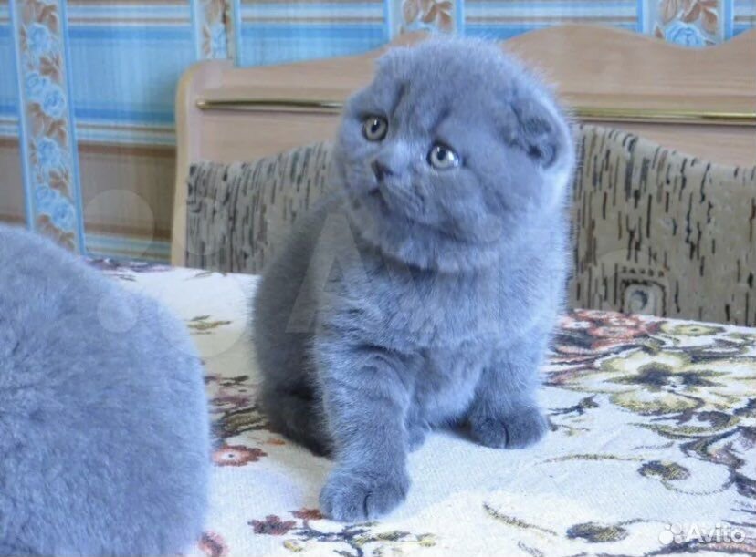 Голубой британец котенок вислоухий