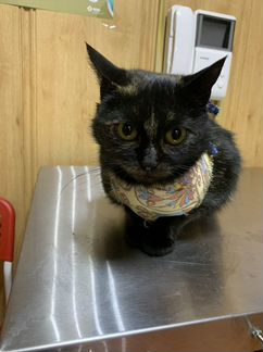 Кастрация стерилизация животных