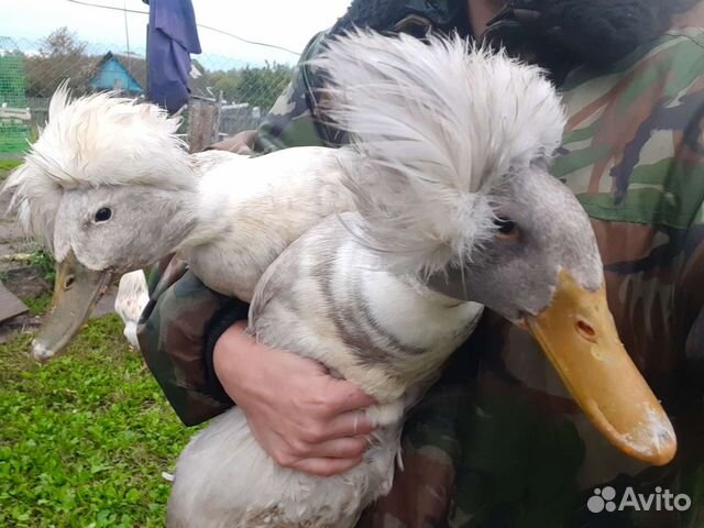 Утки хохлатые родительское стадо