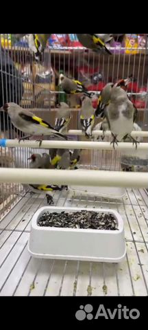 Птица щегол