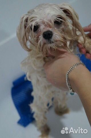 Обучение грумингу