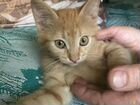 Котёнок рыженький в добрые руки объявление продам