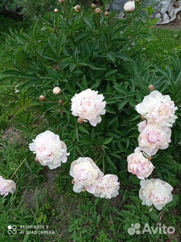 Пионы белый и малиновый Академгородок