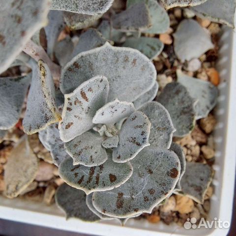 Суккуленты Каланхое, Седум