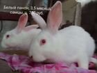 Кролики,немецкий пёстрый строкач, белый панон объявление продам