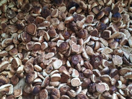 Корм для животных