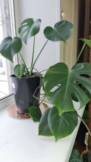 Цветы Монстера и другие