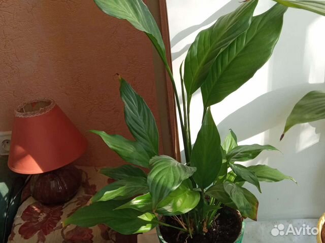 Цветок спатифиллум женское счастье