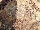 Пчелосемьи на высадку, а так же пчеловодчнская тел объявление продам