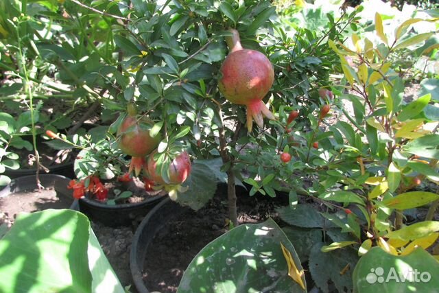 Гранат комнатный