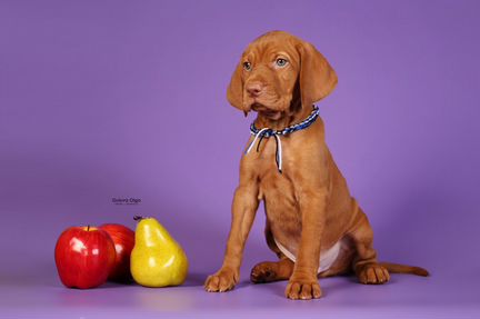 Щенки Венгерской выжлы