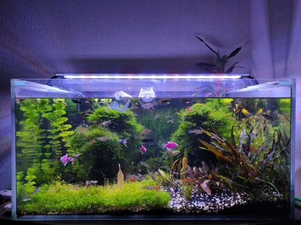 Аквариумные Растения Креветки Рыбки Корм Хелена