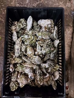 Живые устрицы опт, розница