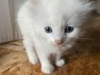 Белый котенок бесплатно