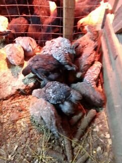 Цыплята подрощенные от породистых кур