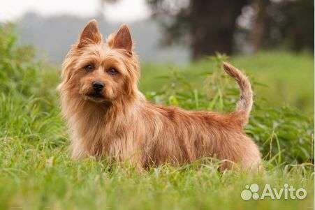 Передержка животных на время отпуска