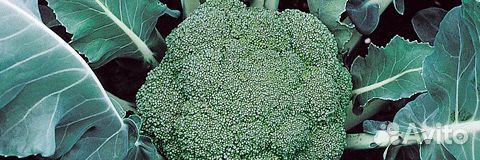 Семена брокколи 
