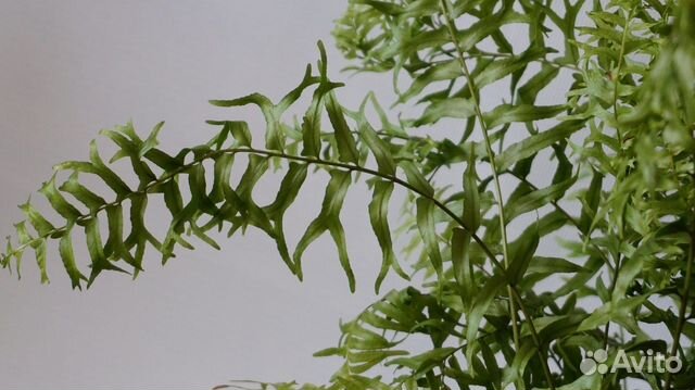 Нефролеписы разные