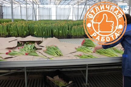 Вахта в Москве упаковщик тюльпанов в теплице