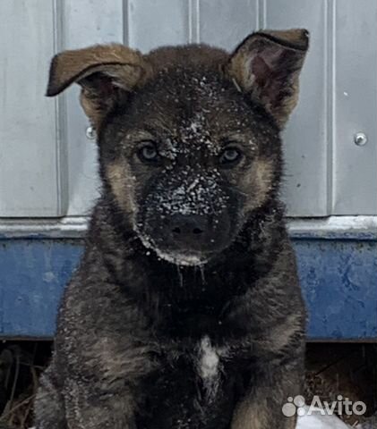 Щенки метисы овчарки и хаски ищут добрых хозяев