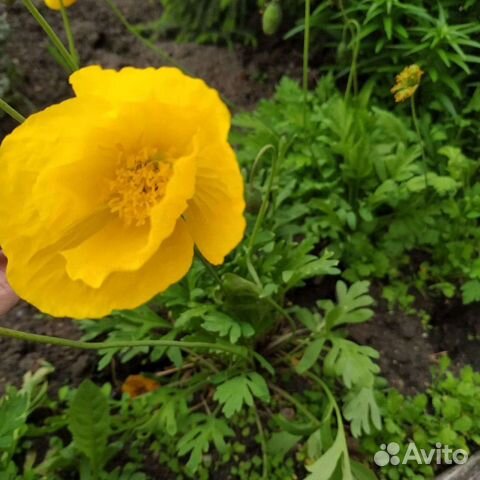 Альпийский мак жёлтый. Мини