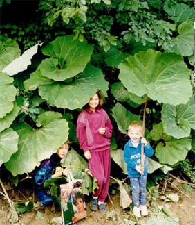 Многолетник белокопытник