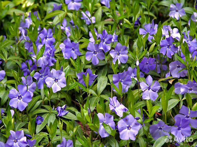 Флокс,барвинок,очиток,дицентра,живучка