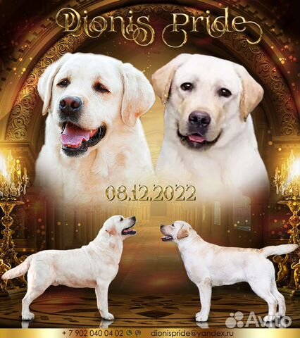 Щенки лабрадора палевые
