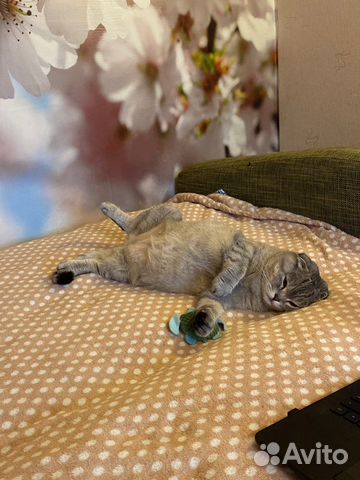 Передержка и выгул домашних животных