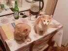 Домашние животные кошки